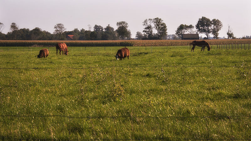 Kamperland, Noord Beveland to Veere, Walcheren: Zeeland, Netherlands