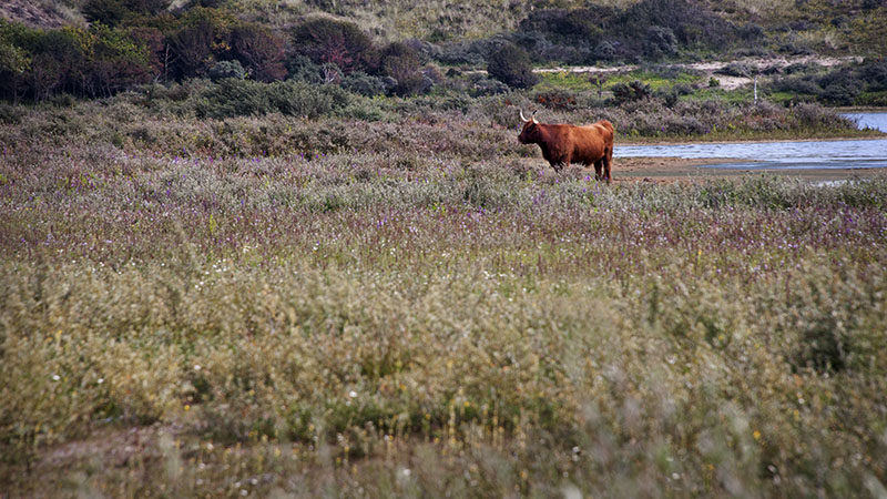 Zuid Kennemerland National Park: Haarlem, Netherlands