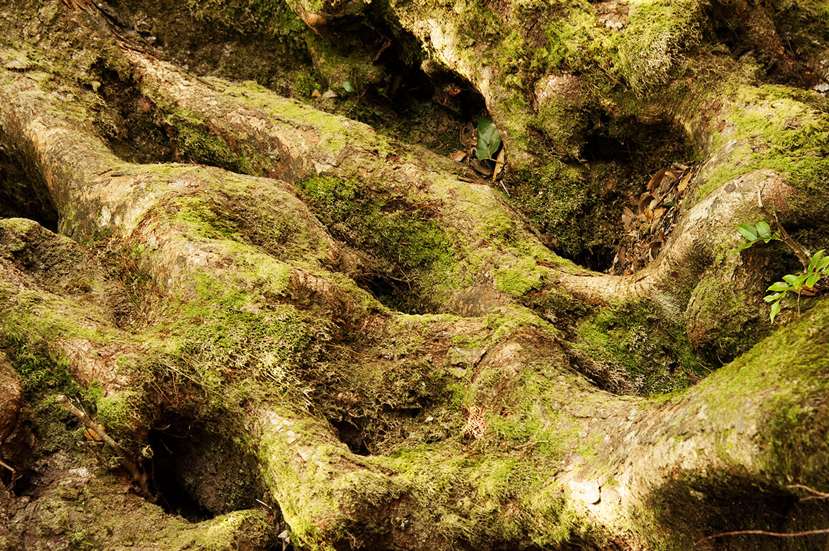 Ancient Antarctic Beech Trees, Springbrook National Park: Queensland