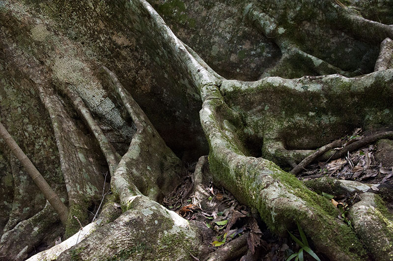 Tamborine National Park: Queensland, Australia