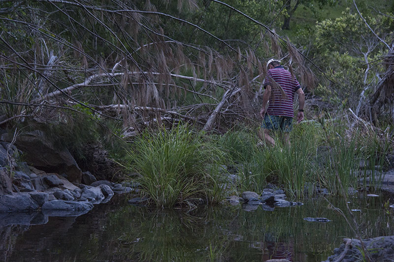 Platypus Hunting, Running Creek: Queensland, Australia