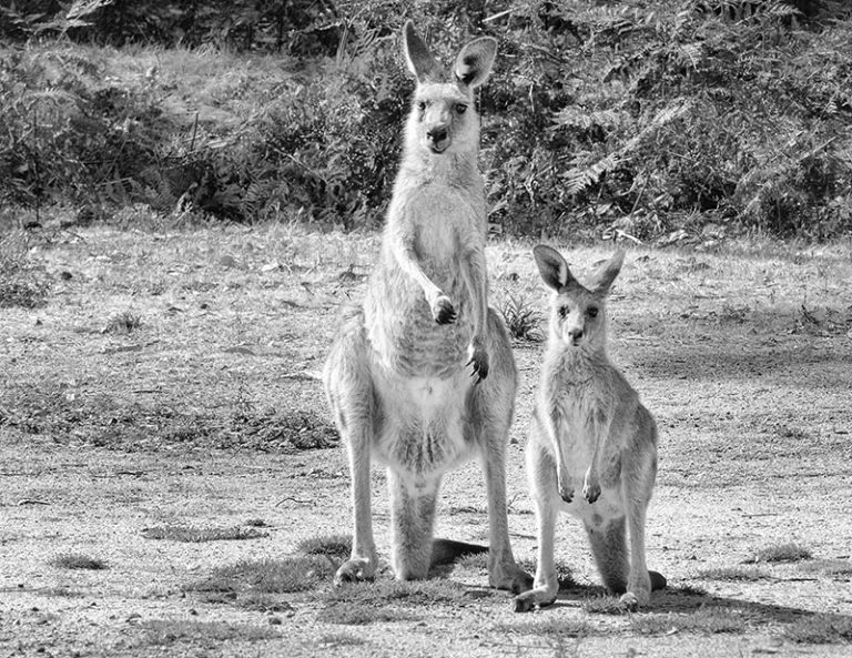 Aussie Fauna • Gratis Australis