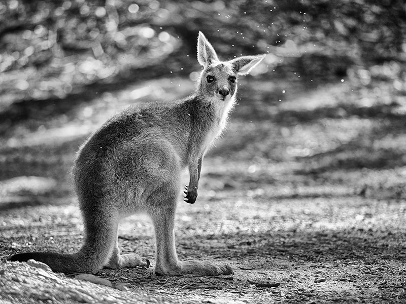 Aussie Fauna