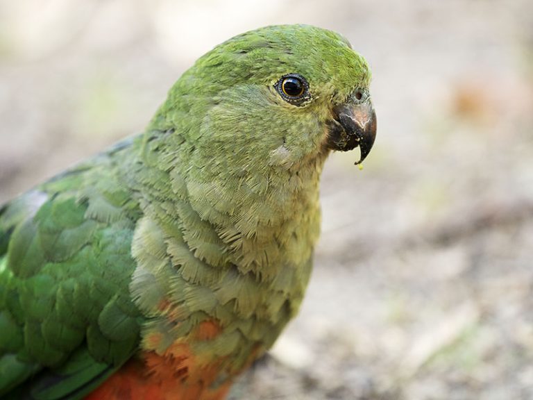 Aussie Fauna • Gratis Australis