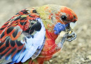 Crimson Rosella