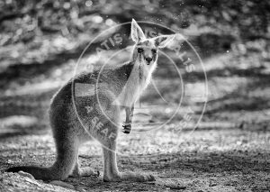 Eastern Grey Kangaroo