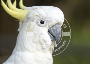 Sulphur Crested Cockatoo