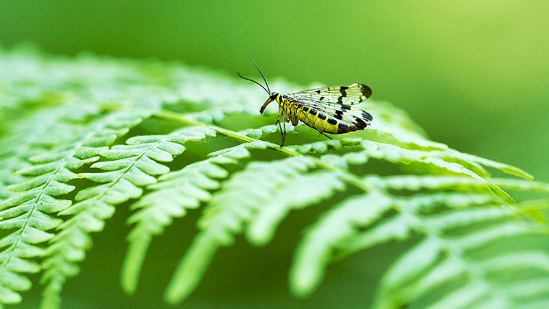 Peerdsbos, Belgium