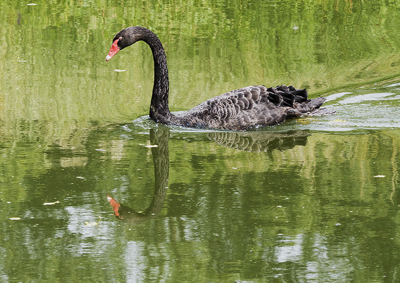 Kortelake Nature Reserve, Geraadsbergen