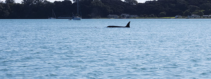 Orcas: An Unexpected Sighting and A Bucket List Item Ticked.