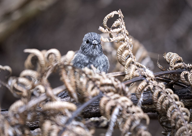 A Morning Birdwatching