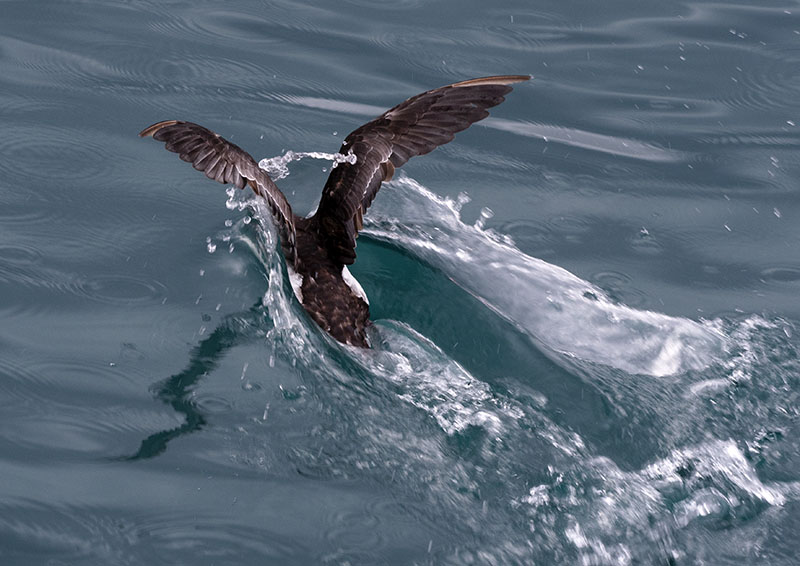 Urquharts Bay, Whangarei to Oke Bay, Cape Brett: New Zealand