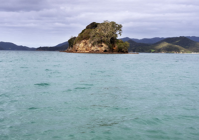 New Zealand Bird Sightings!